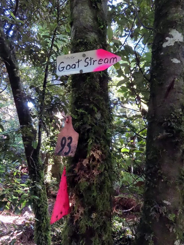 Pink signs on a tree