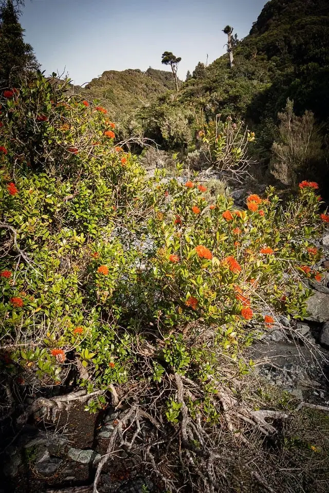 Flowering rata