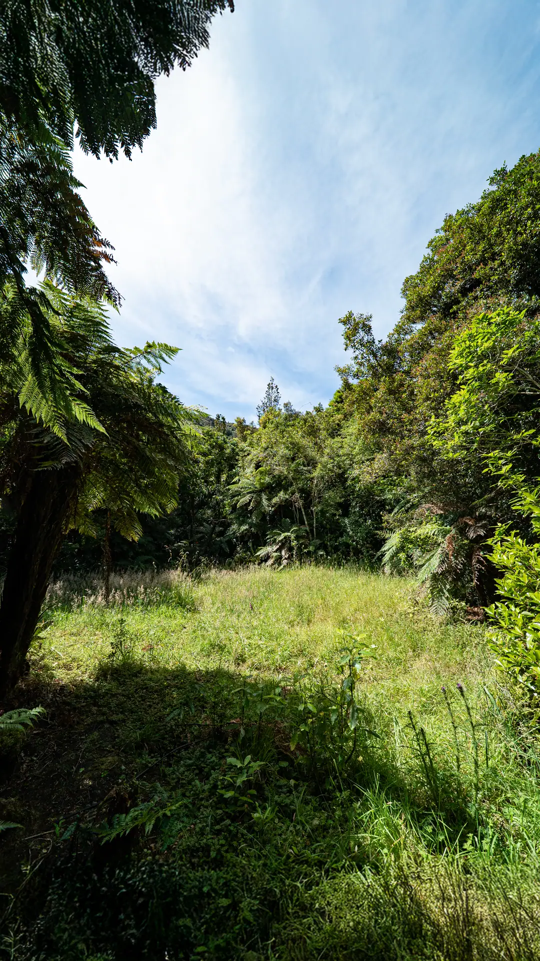 Photo of the clearing where the Ohau Hut once stood in the Tararua Forest Park