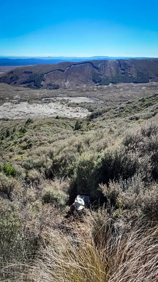 Climbing through the scrub of Pukekaikiore without a track to follow