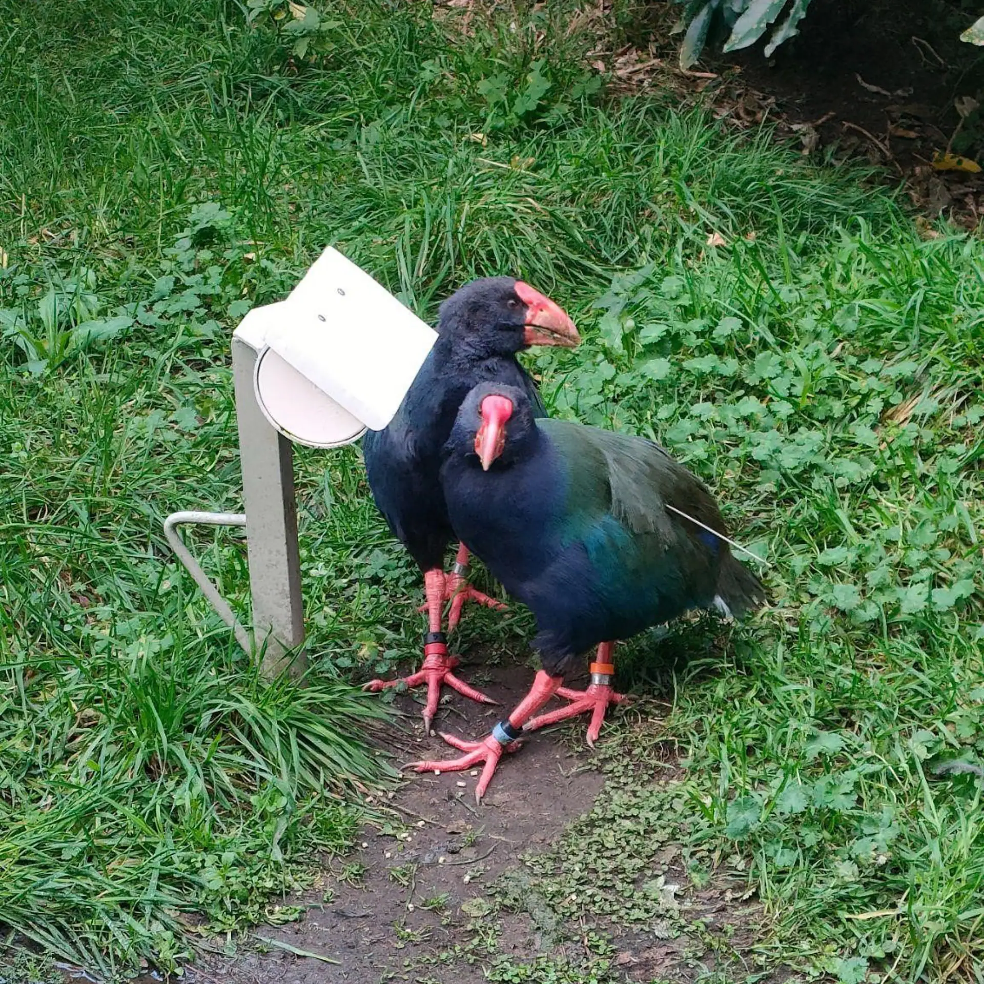 Volunteering on Kapiti Island