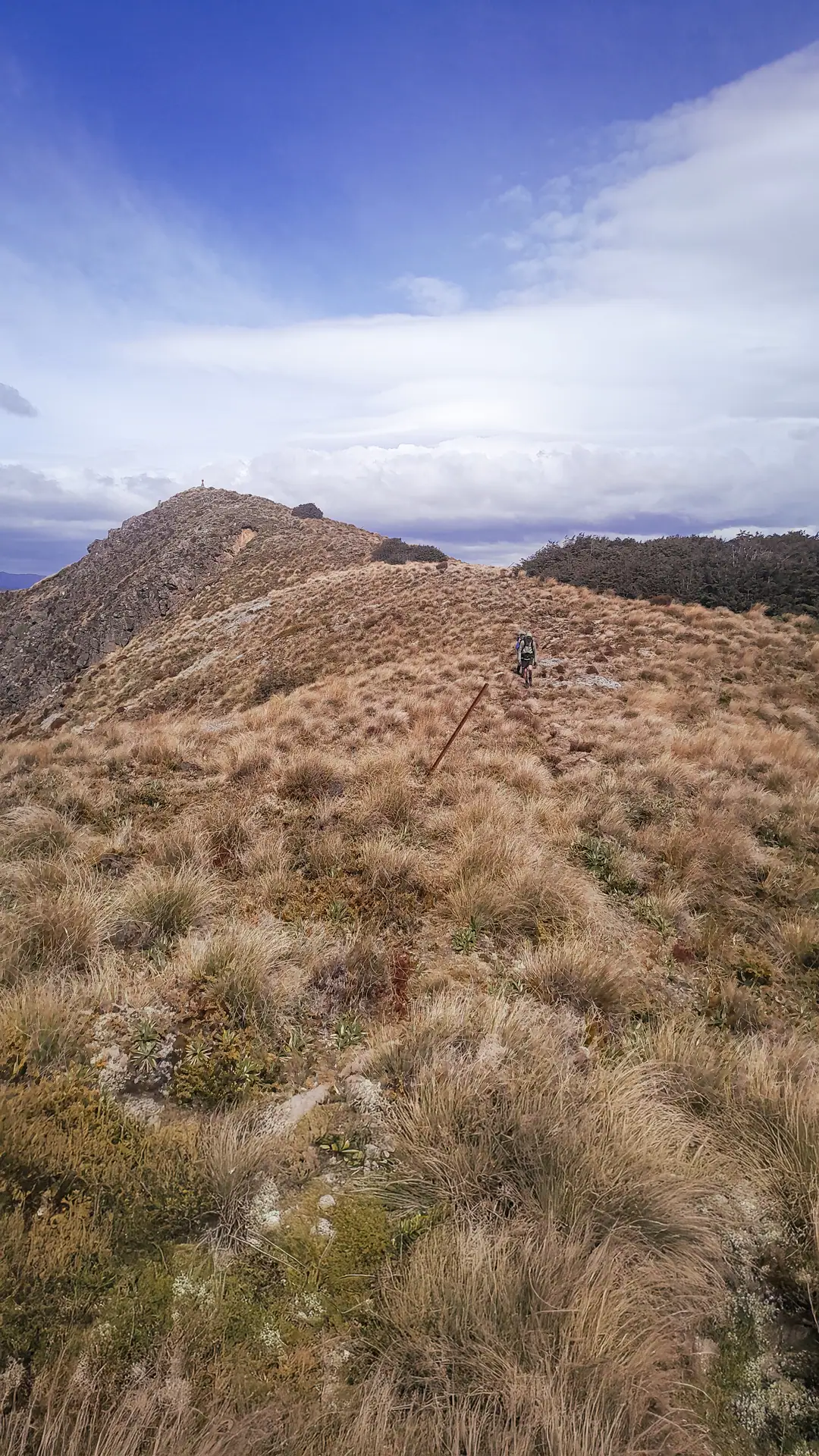 Protecting Whio | The Fight for Survival in the Ruahine Range