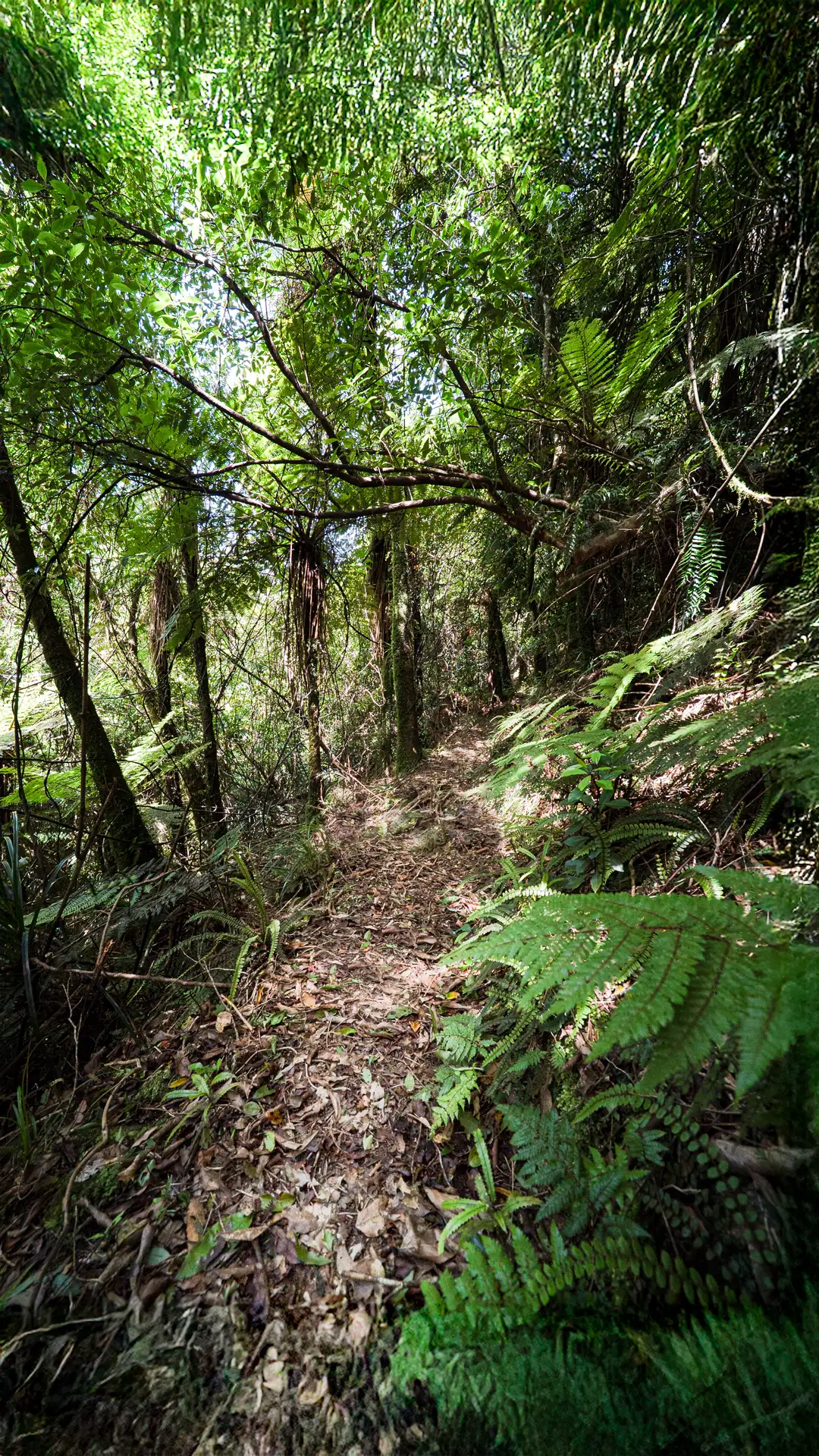 Photo of the benched and graded Ozzie's Track