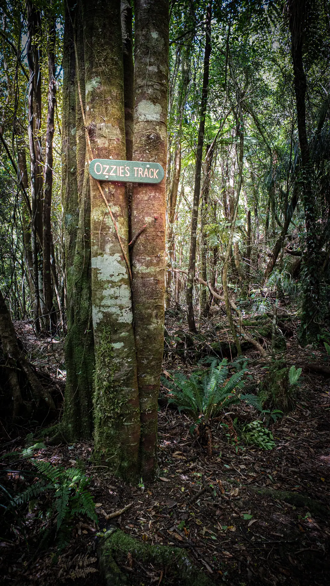 🌴Ozzie’s Track – a forgotten route in the Tararua Forest Park