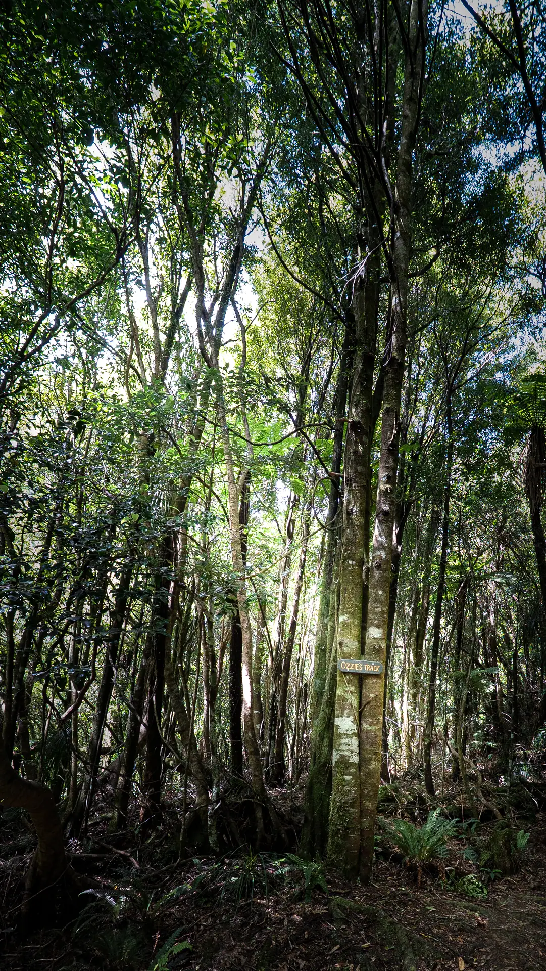 The Ozzie's Track sign nailed to a tree in the Tararua Forest Park