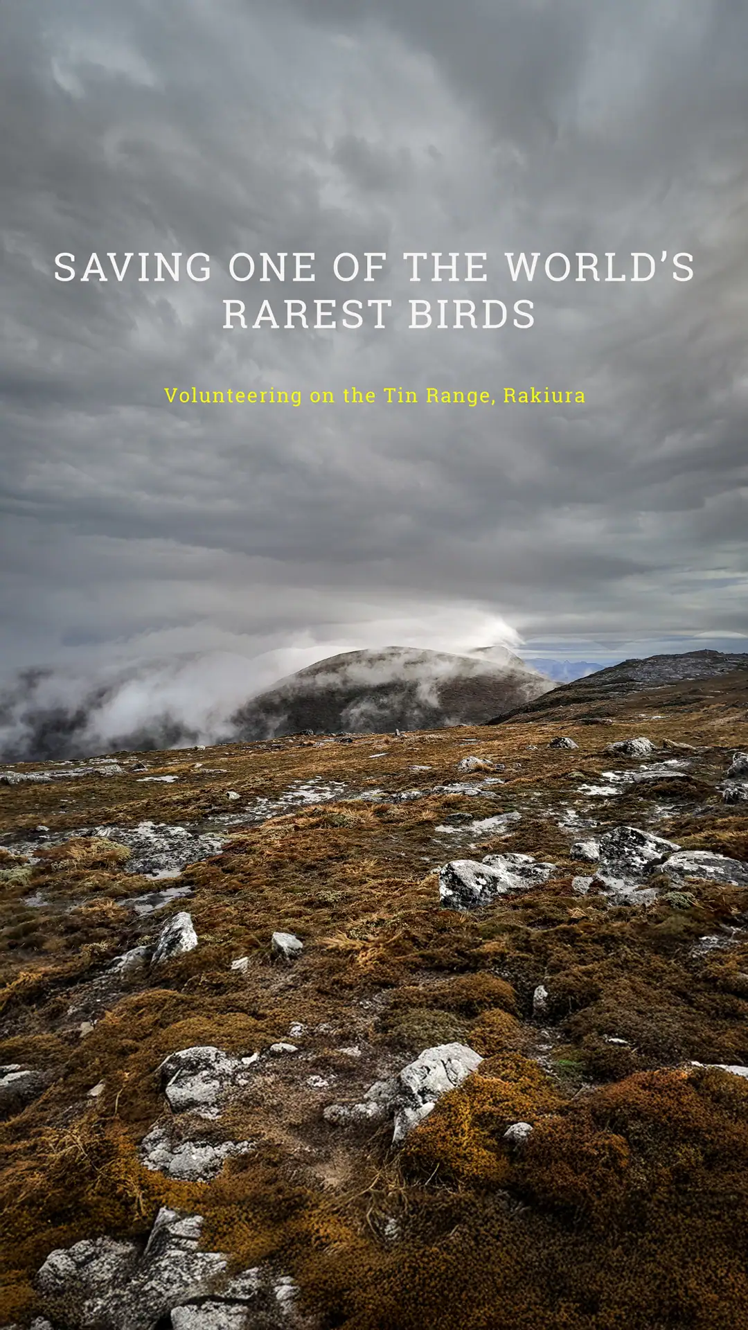 Southern NZ Dotterel: The Race to Save the 260g Survivor