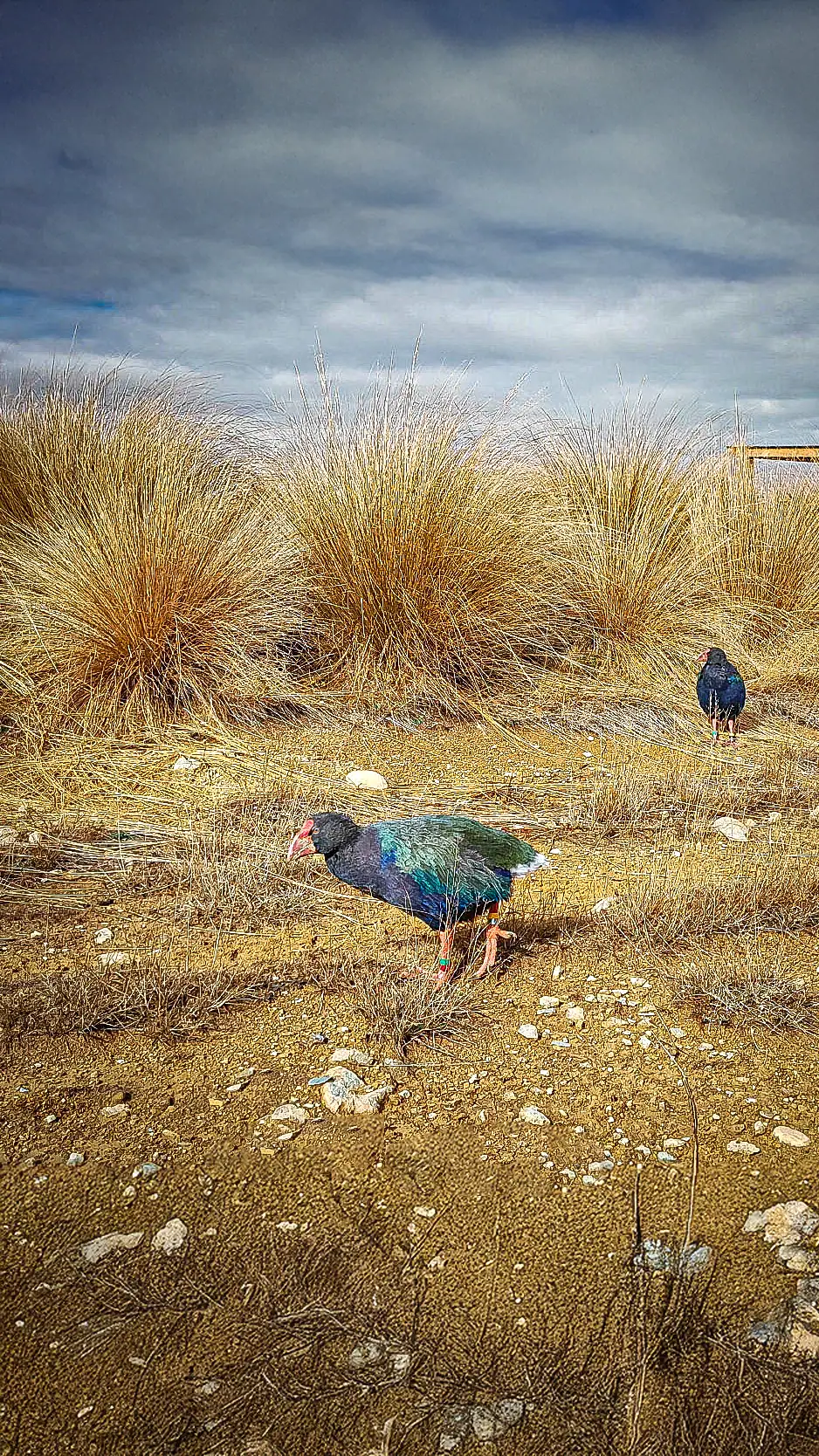 🐤 Back from the Brink: My Time with the Takahē Recovery Programme