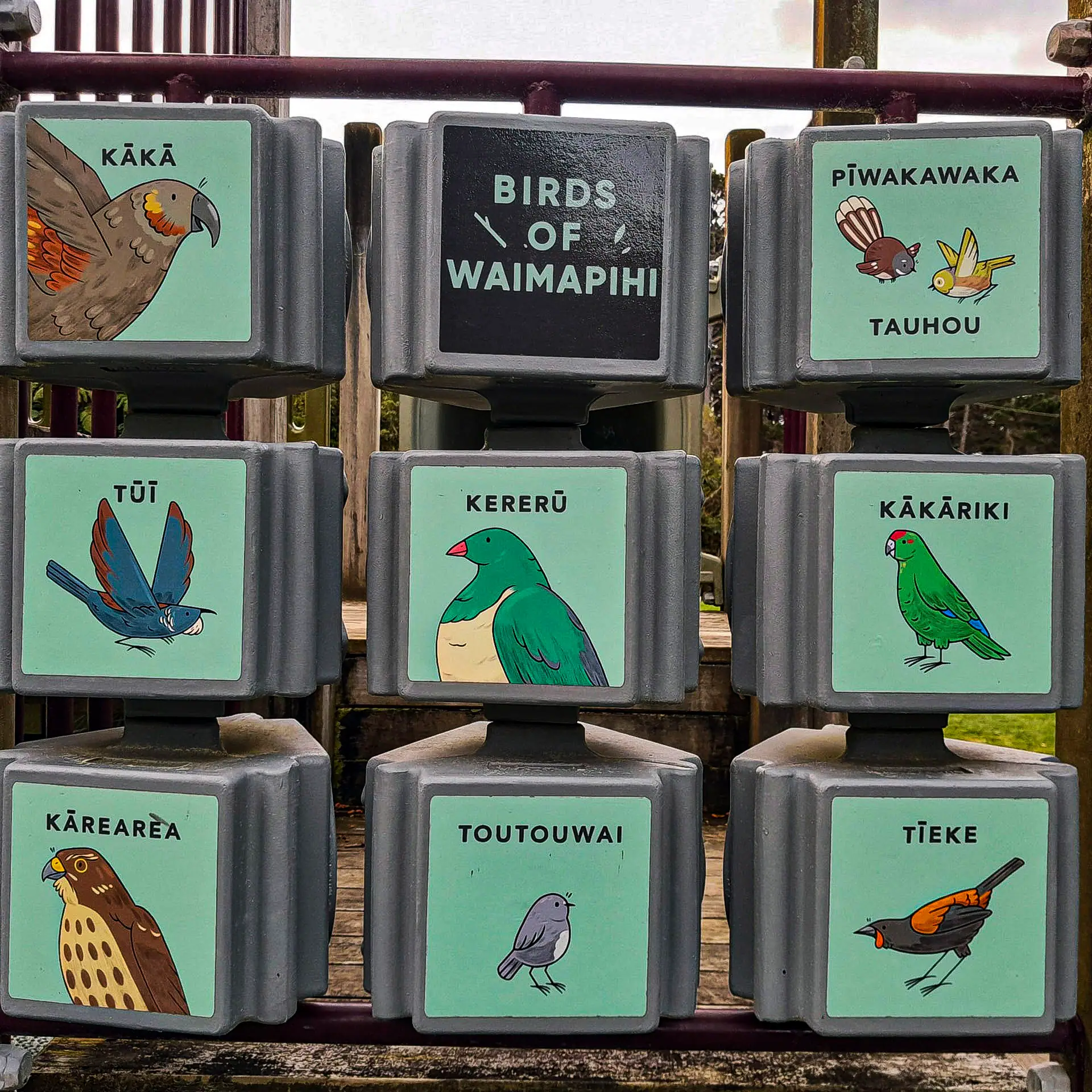 Educational signage at Waimapihi Reserve showing native New Zealand birds like kaka and tieke saved by local predator control efforts.