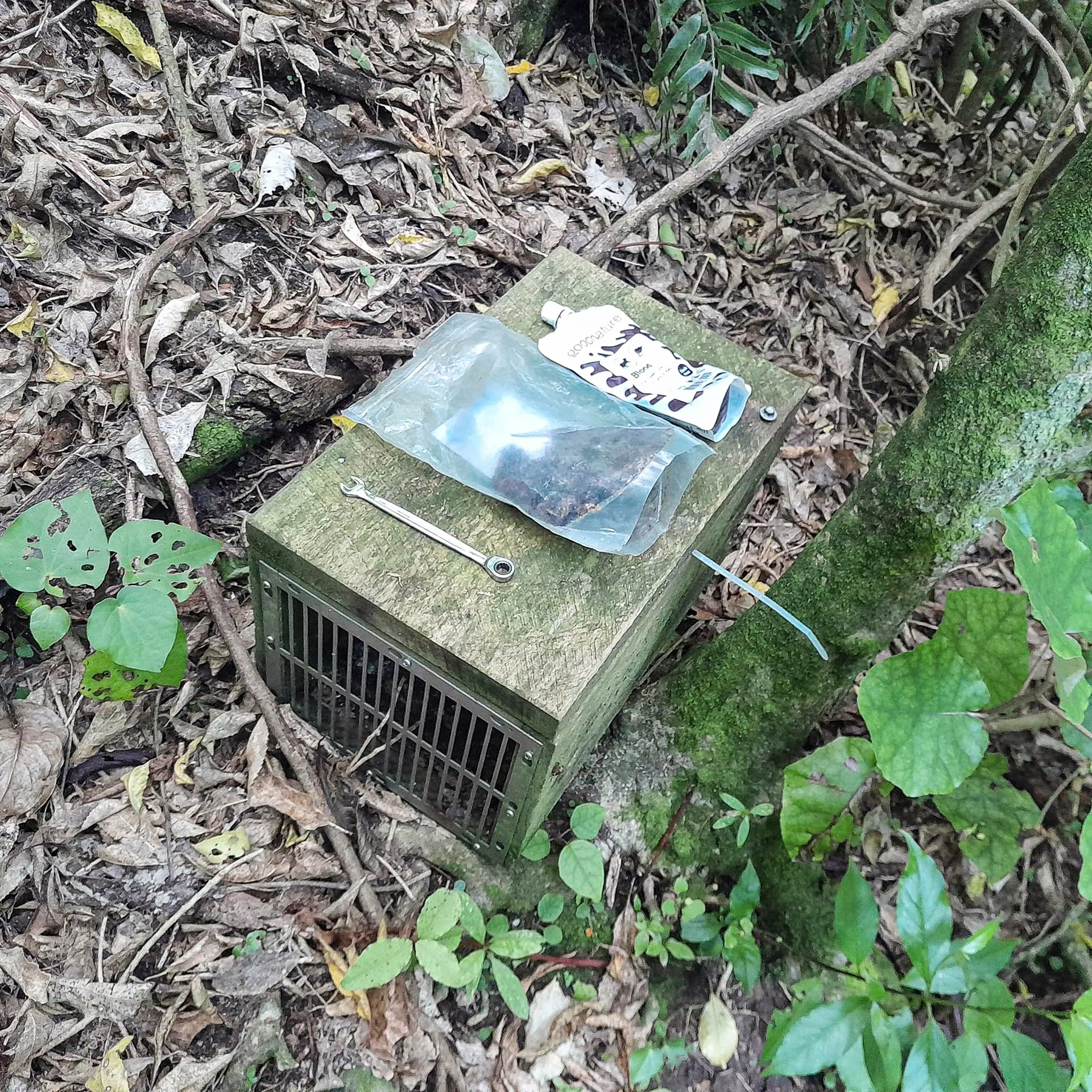 A DOC 200 predator trap used for community conservation and bird protection in the Waimapihi Reserve, Wellington.