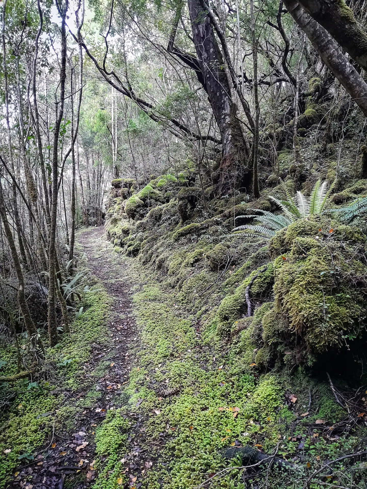 The track to the Tin Range graded and benched for the horse drawn ore wagons