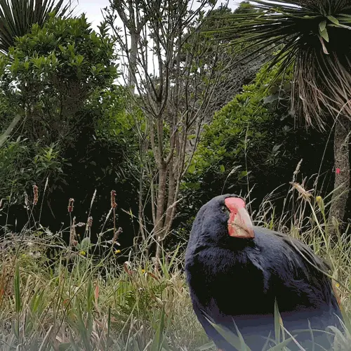 Takahe
