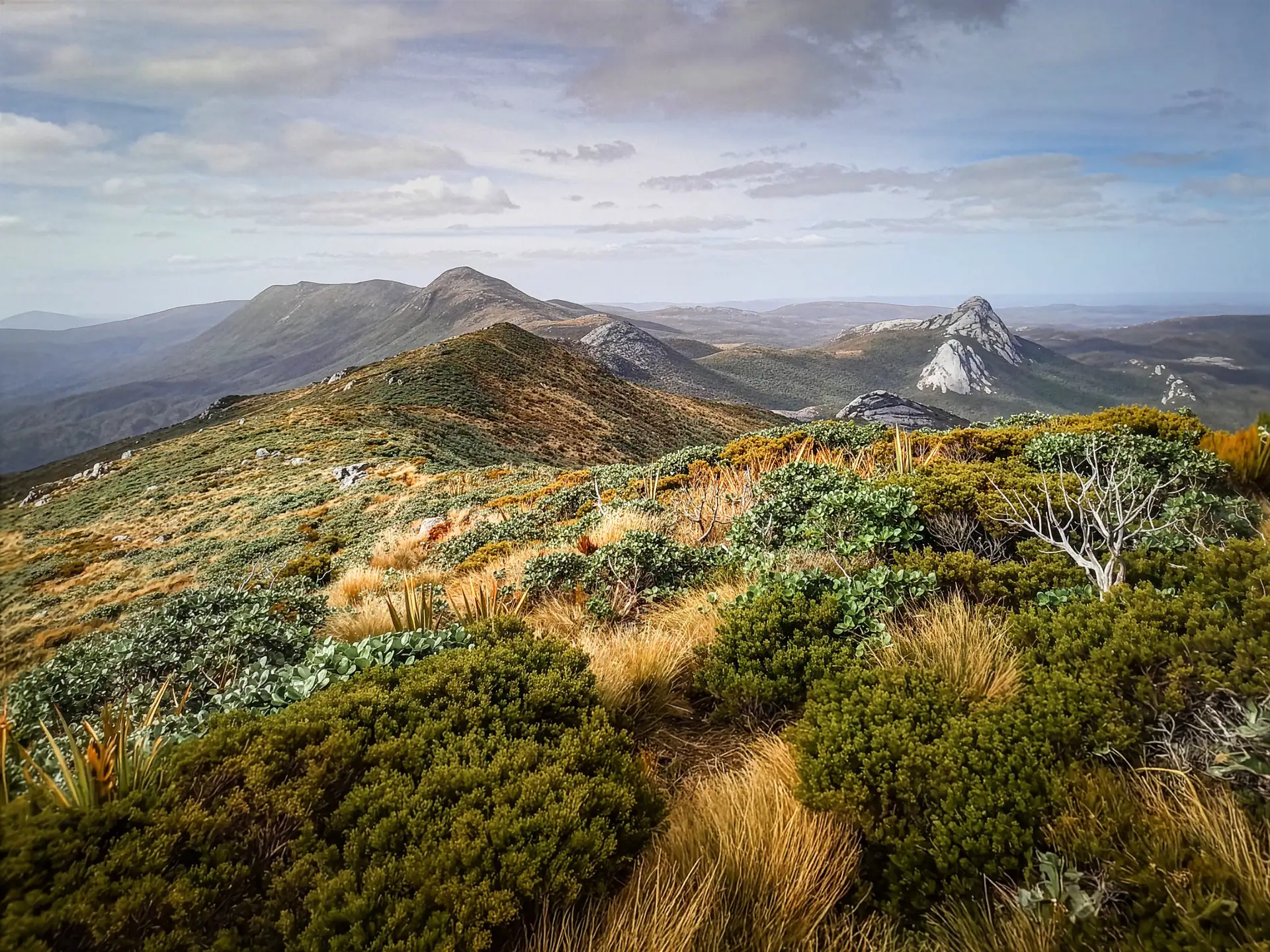 View of the rugged open tops of the Tin Range, Rakiura