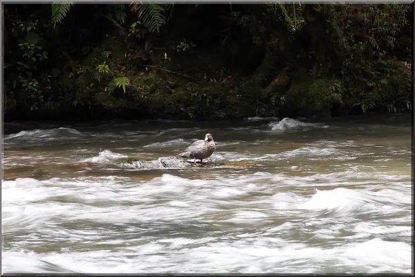 Whio resting in the fast flowing river Whirinaki Forest Park