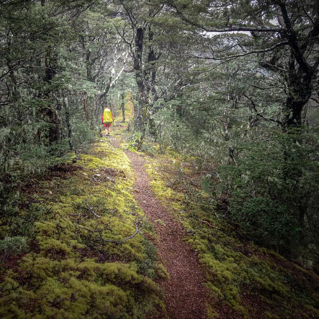 Hiker walks through the delightful beech forest towards Lake Chalice