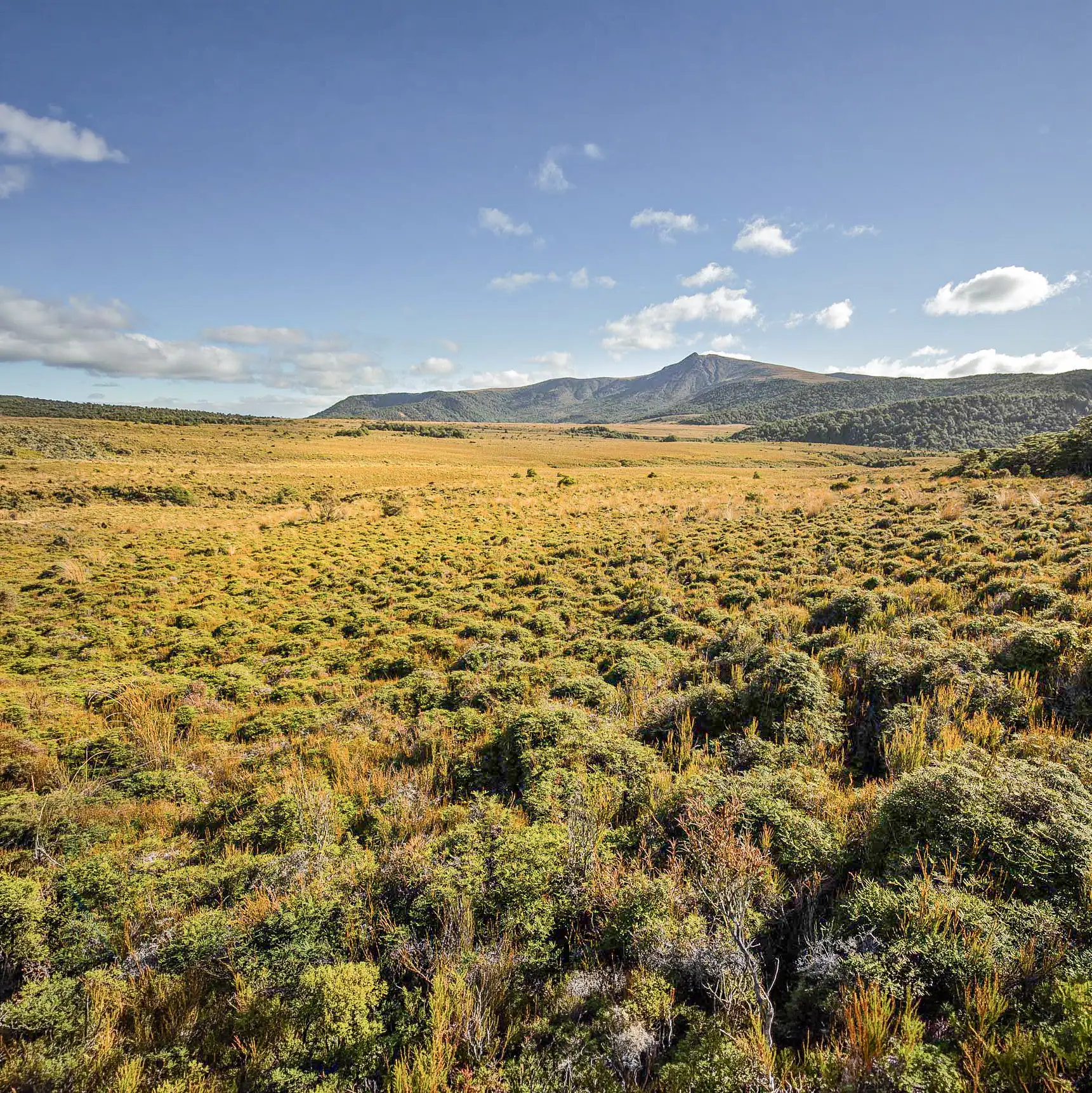 View of Hauhungatahi from the northern Remote Experience Zone boundary