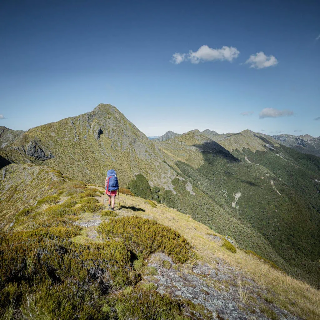 Hiker with a large blue pack walking along a ridge to a peak known as Nugget Knob in Kahurangi national Park