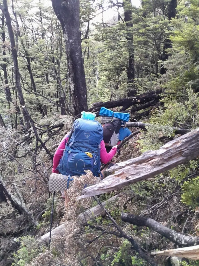 Lost Stream Track treefall