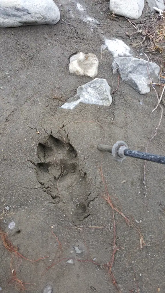 Mystery Footprint on the Leatham track