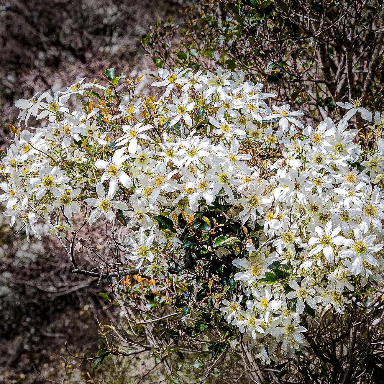 NZ Native Clematis (Clematis paniculata) covering trees at Totara Flats in early summer