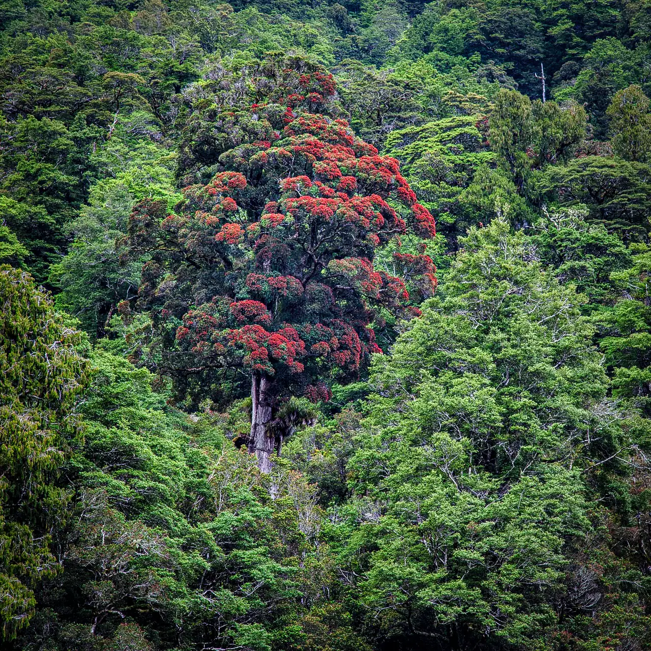 North Island rata in full flower early summer at Totara Flats 
