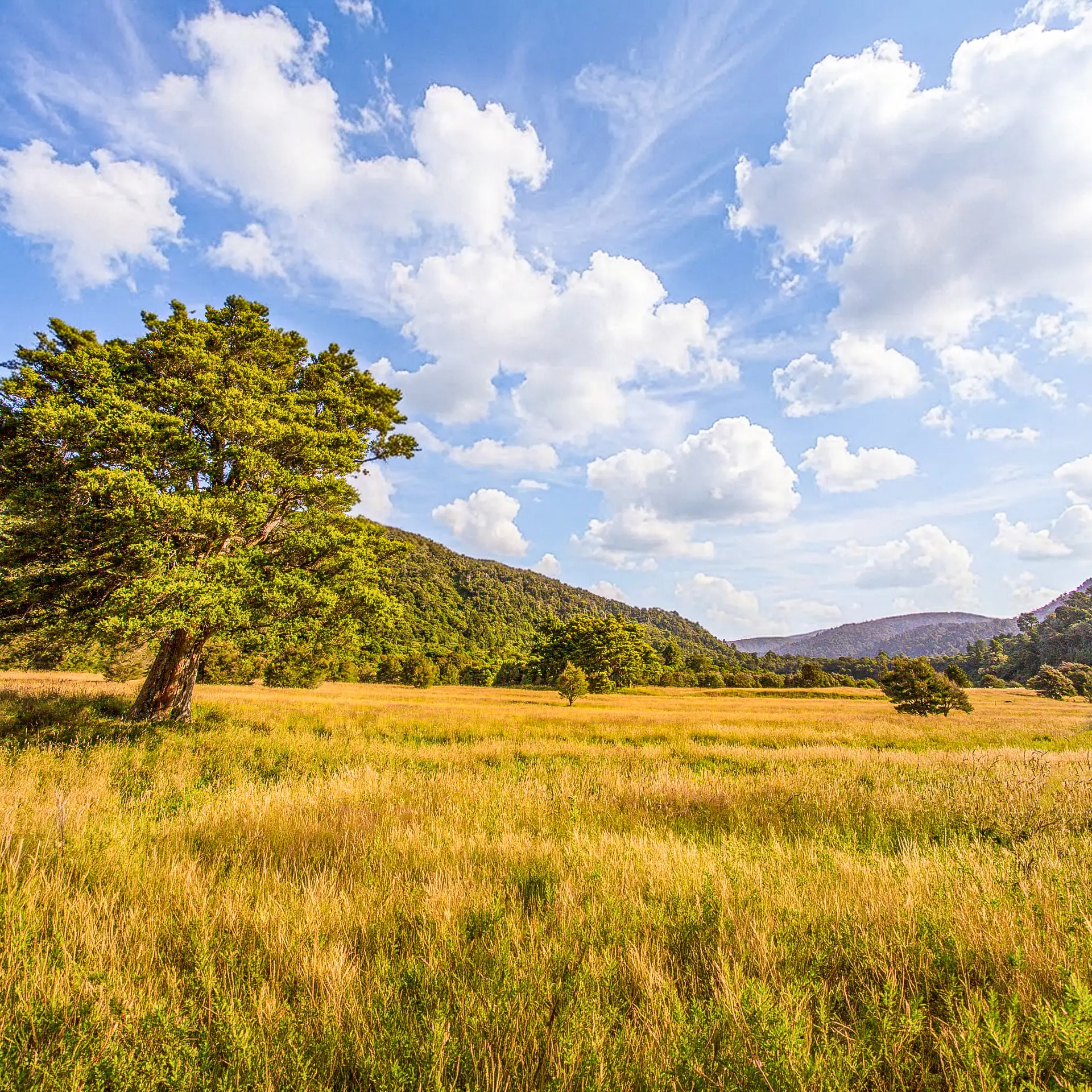 Totara Flats | How the Wellington Fault Created a Tramper’s Delight