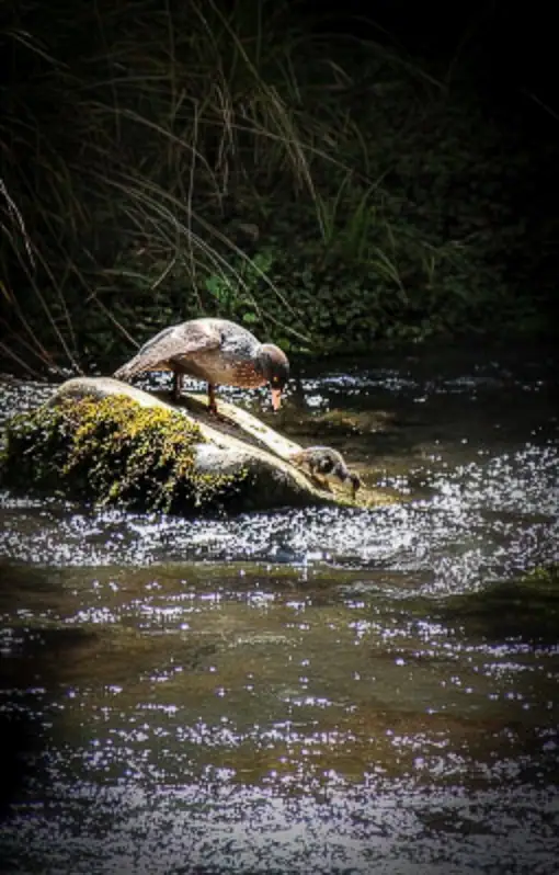 Whio and chick on a rock in the river - Whirinaki Forest Park