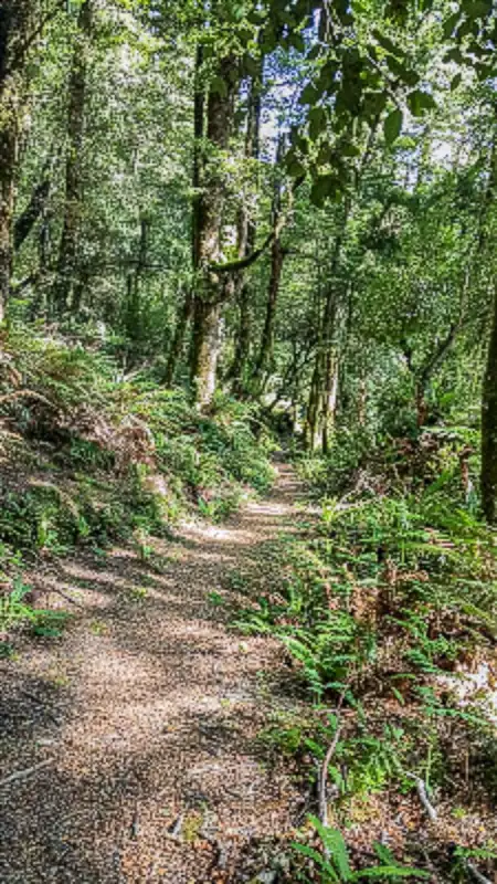 The well formed track through the Whirinaki Forest