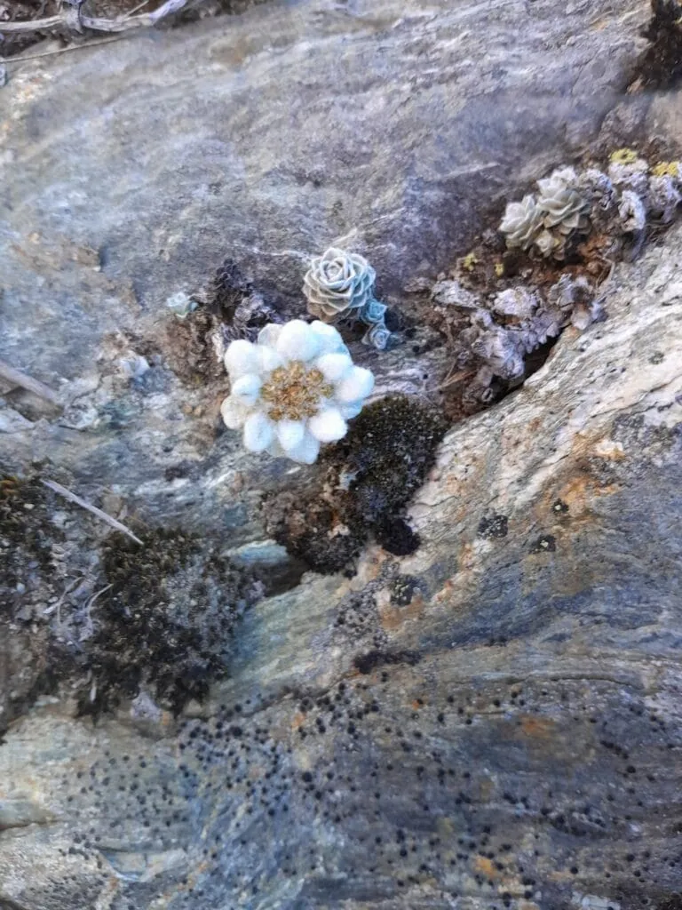 Close-up of a South Island Edelweiss (Leucogenes grandiceps) flower growing in a rocky crevice in the Whakaari Conservation Area, New Zealand alpine flora