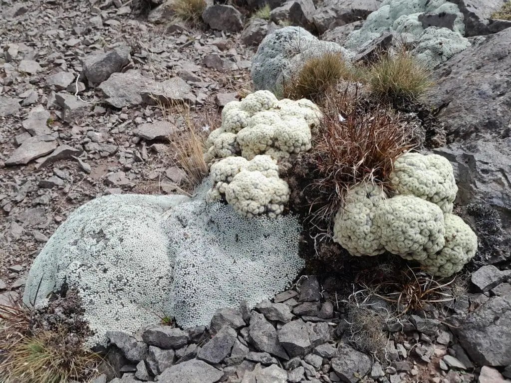 Plants known as vegetable sheep (Raoulia) nestled in between rocks and tussocks