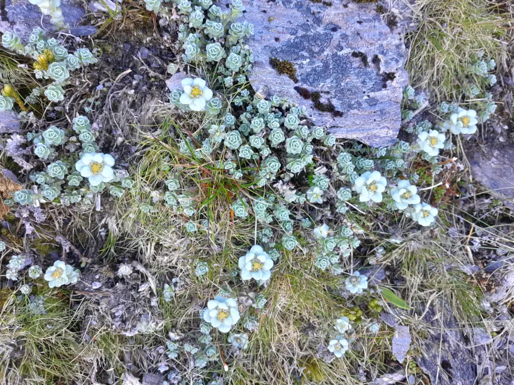 South Island edelweiss among the alpine rocks on the Mt Adams route