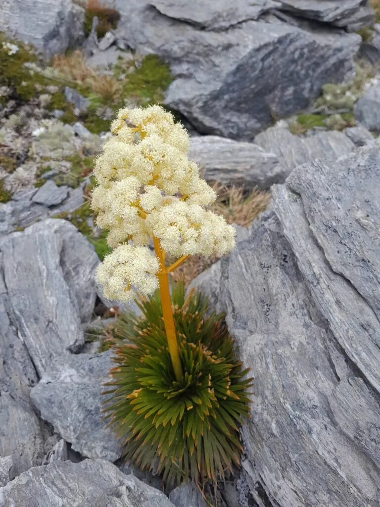 Close-up of a flowering Spaniard plant (Aciphylla congesta) growing among grey alpine rocks in the Wye Creek Basin, Remarkables Range.