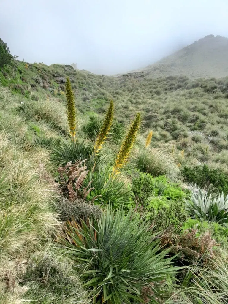 A misty tussock covered ridge with a few spikey plants known as spaniards on the mt adams hiking route