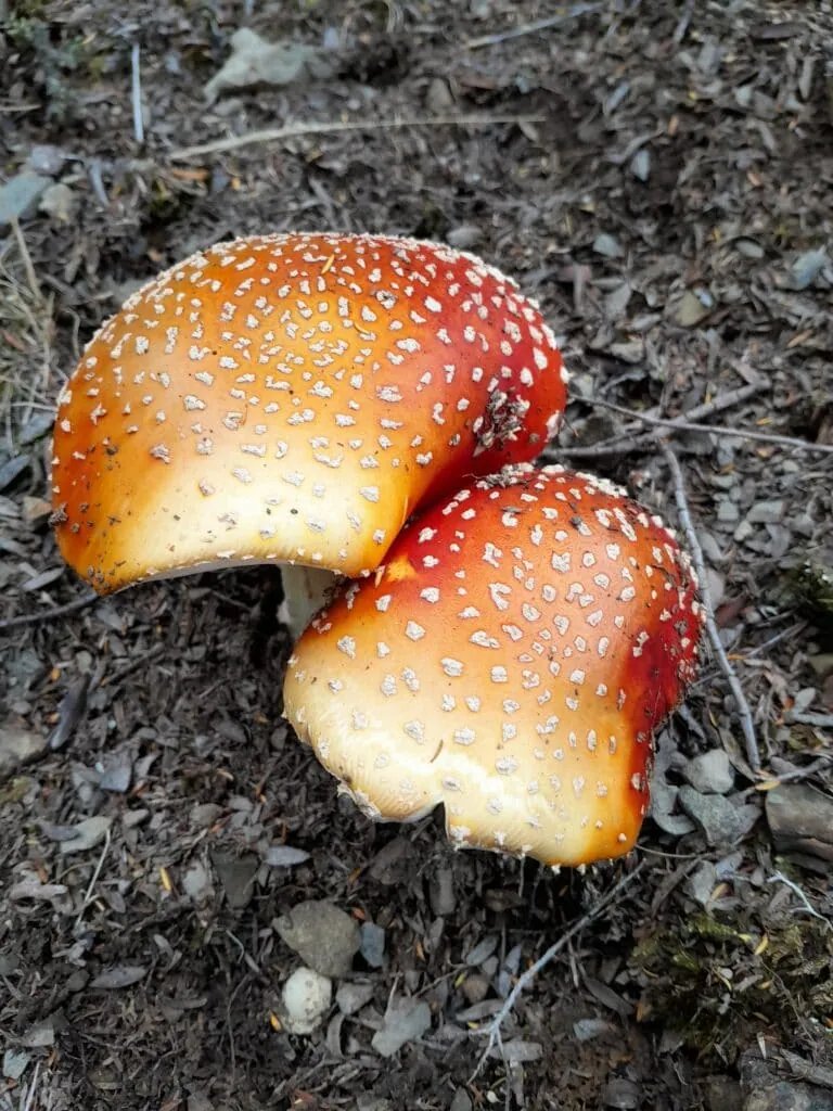 A close up photo of a pair of toadstool fungi in the bush
