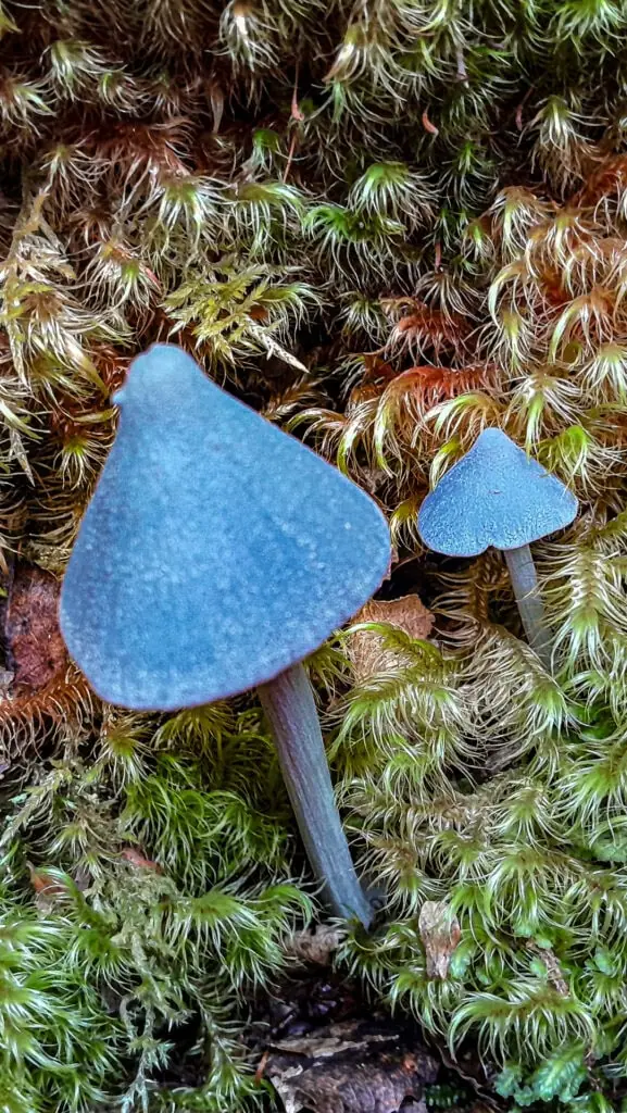 The gorgeous blue mushroom (Entoloma hochstetteri) growing in the bush near Mt Holdsworth. These feature on the NZ $50 note if you are lucky enough to ever have one.