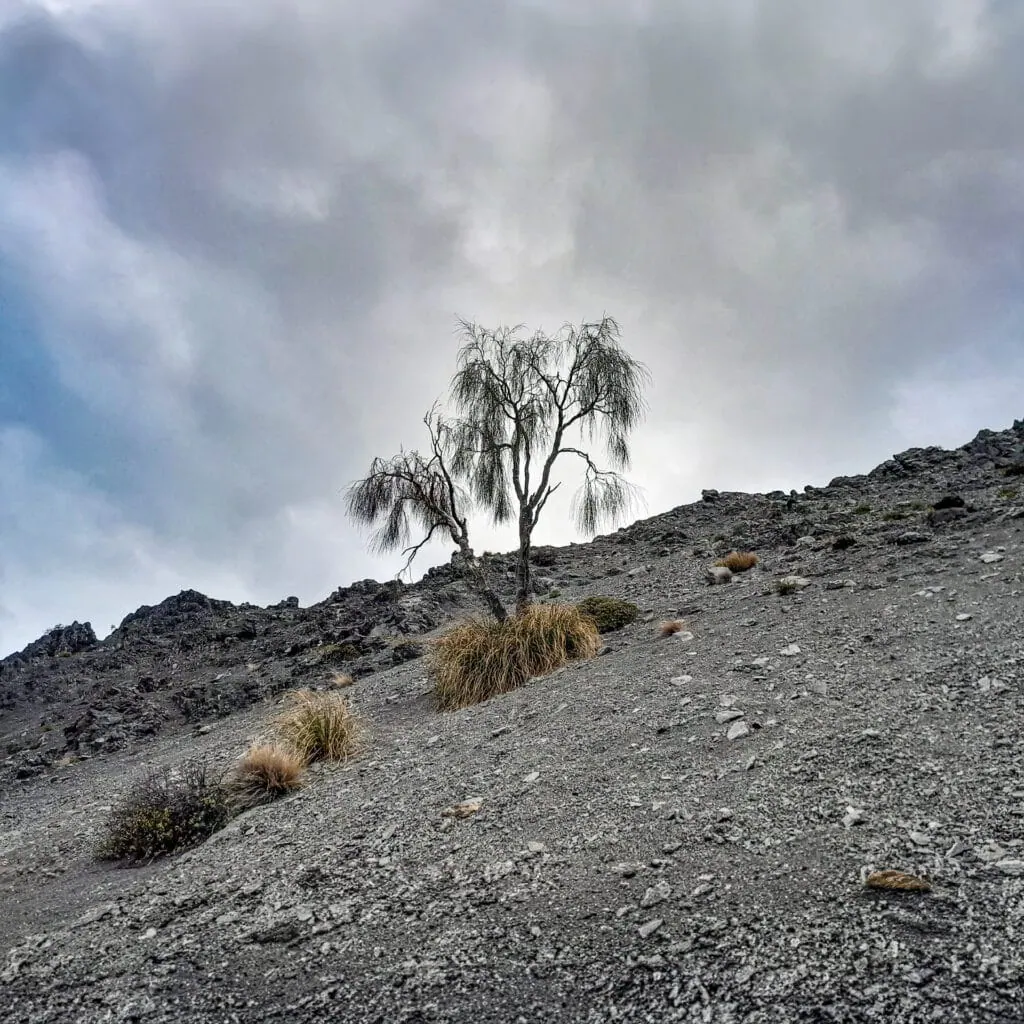 A Carmichaelia Stevensonii (native broom) on a scree slope of George Saddle in the Seaward Kaikōura Range, Ka Whata Tu o Rakihouia Clarence