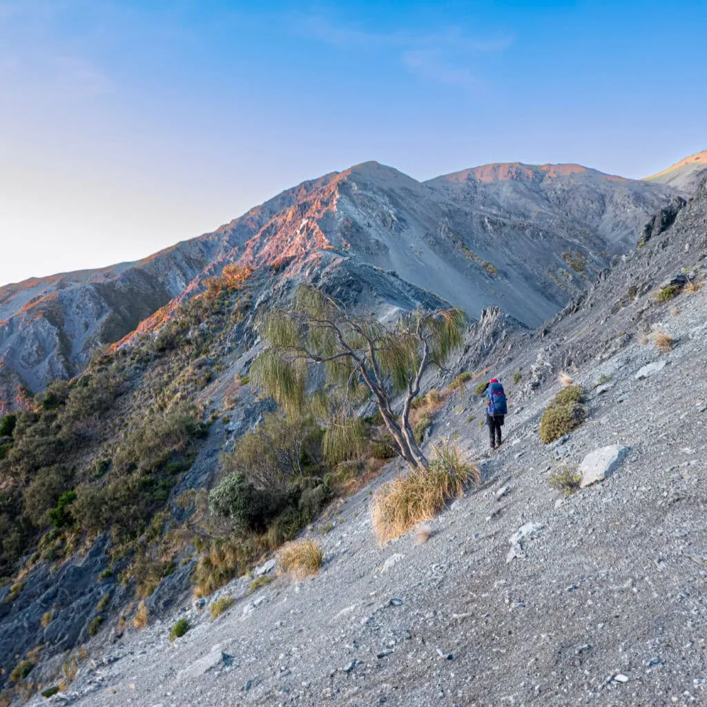 A hiker with a blue pack approaches a scree Saddle, George Saddle, in the Seaward Kaikōura Range, Located in the Ka Whata Tu o Rakihouia Clarence.
They are passing by a Carmichaelia Stevensonii (native broom).