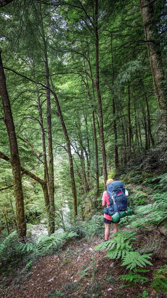 Hiker with large blue pack and green tent amongst bush including ferns on the Wangapeka Track in Kahurangi National Park