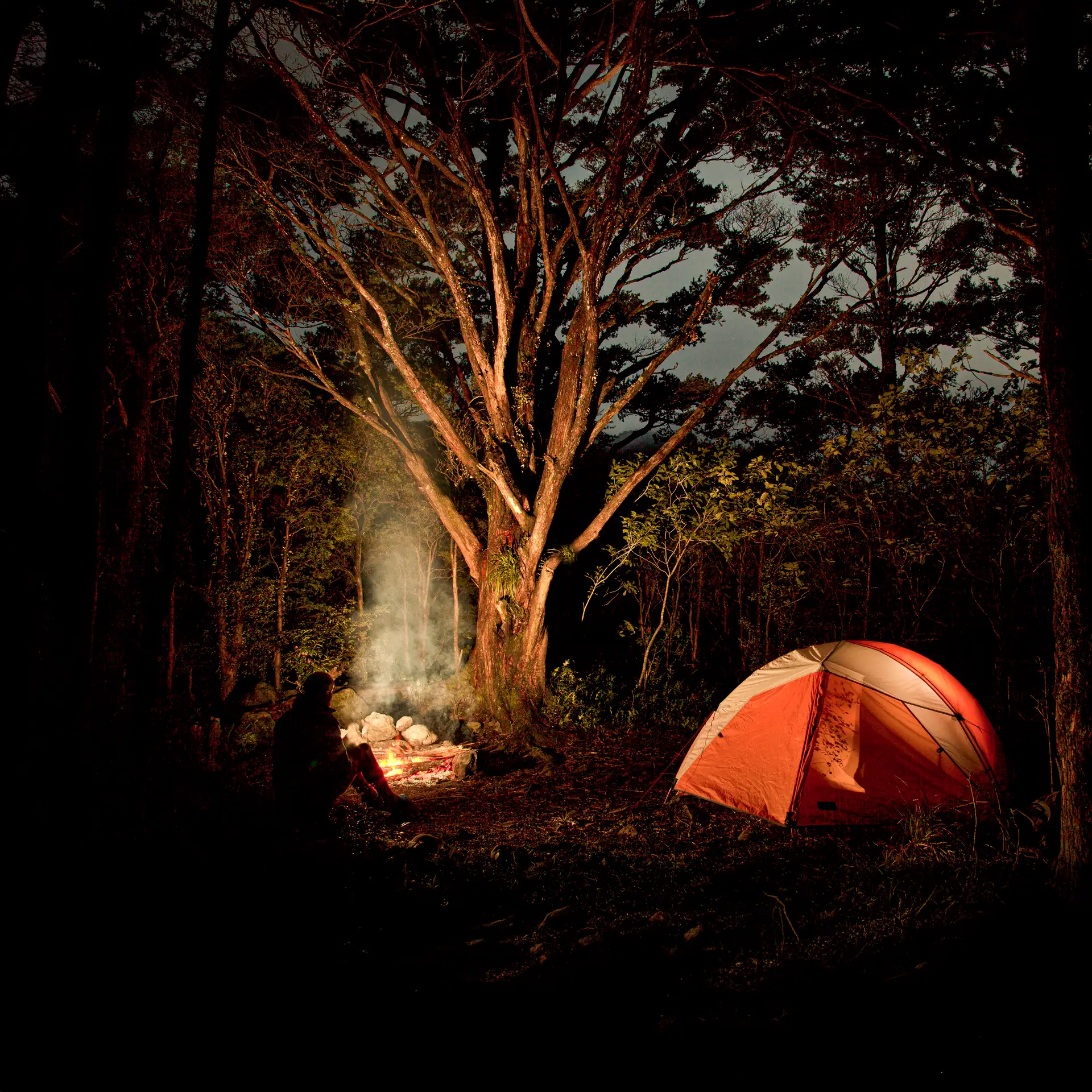 At the end of the day a hiker relaxes in front of a campfire and a tent for the night sheltered under the Totara trees
