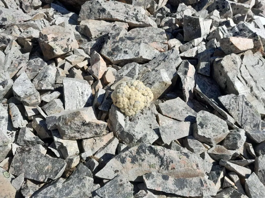 A small vegetable sheep (Raoulia eximia) on the climb to Princess Bath in St James Conservation area