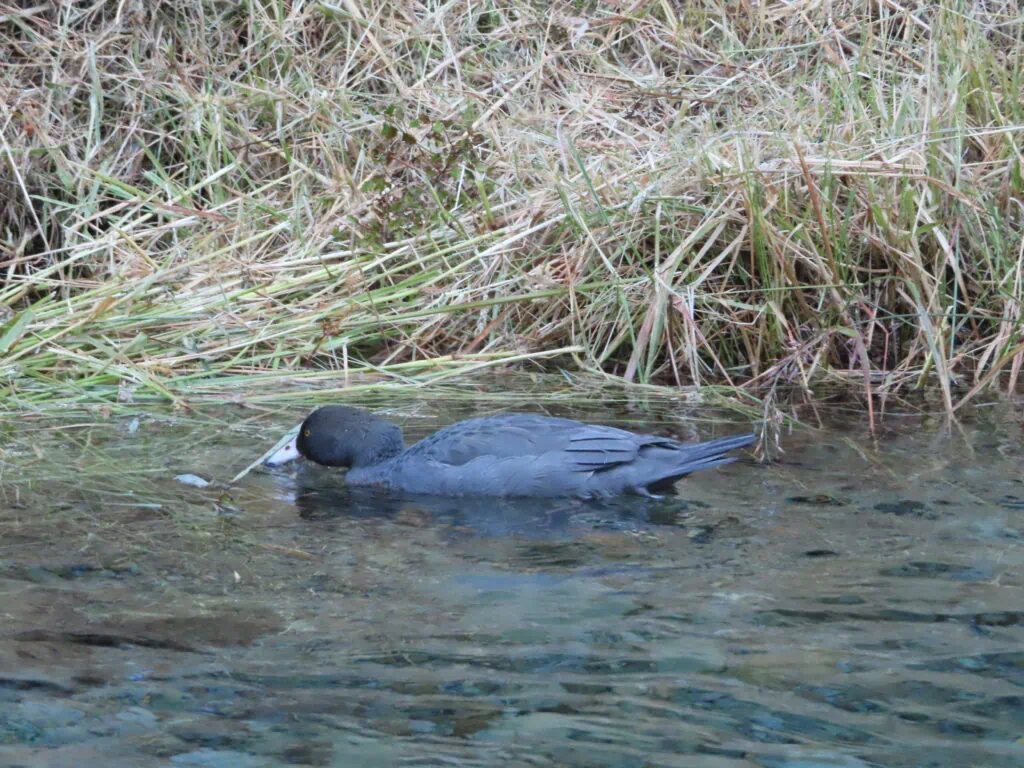 Endangered whio swimming in the Wangapeka River near Stone Hut in Kahurangi National Park