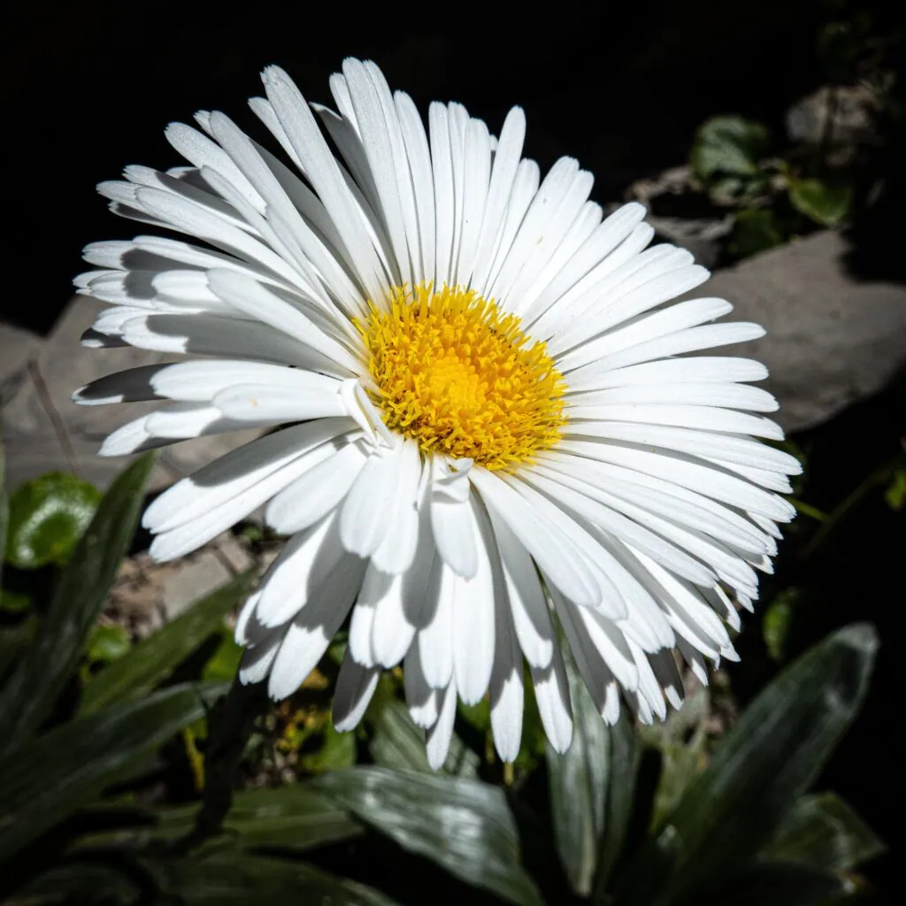 Close up of an alpine daisy in the Matiri Range, Kahurangi National Park