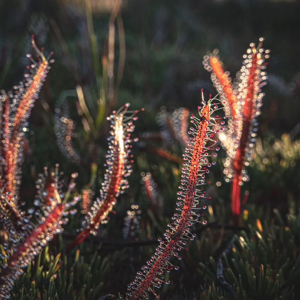 Close up of native Carnivorous alpine sundew