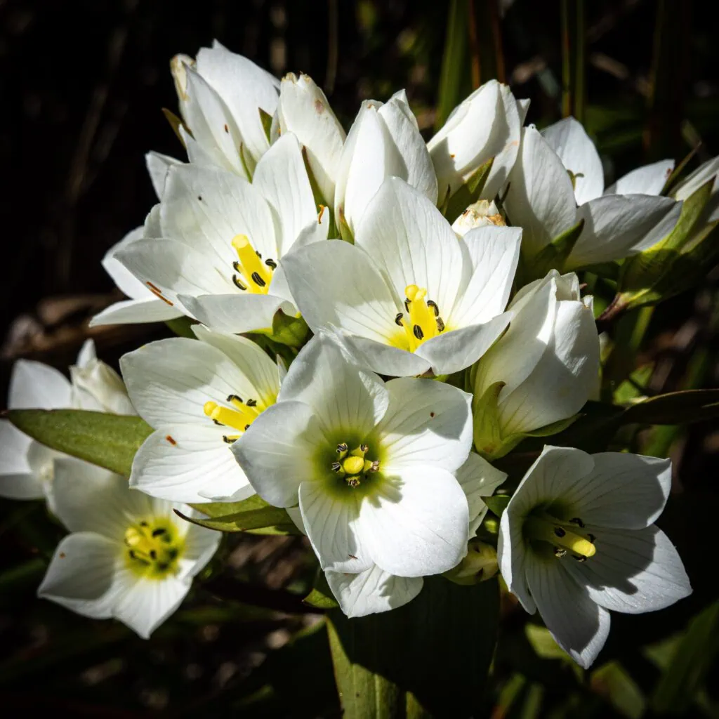 Close up of flower with white petals and yellow centre known as alpine gentian on the Matiri Range in Kahurangi National park