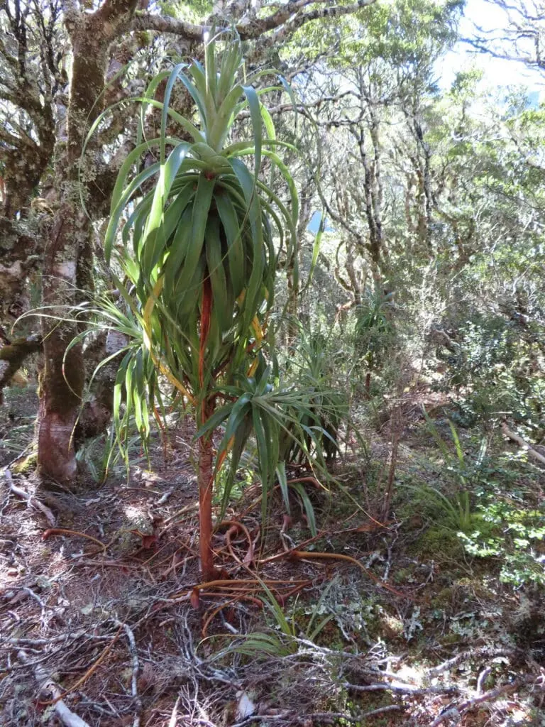 A close up of a whimsical looking plant known as dracophyllum
