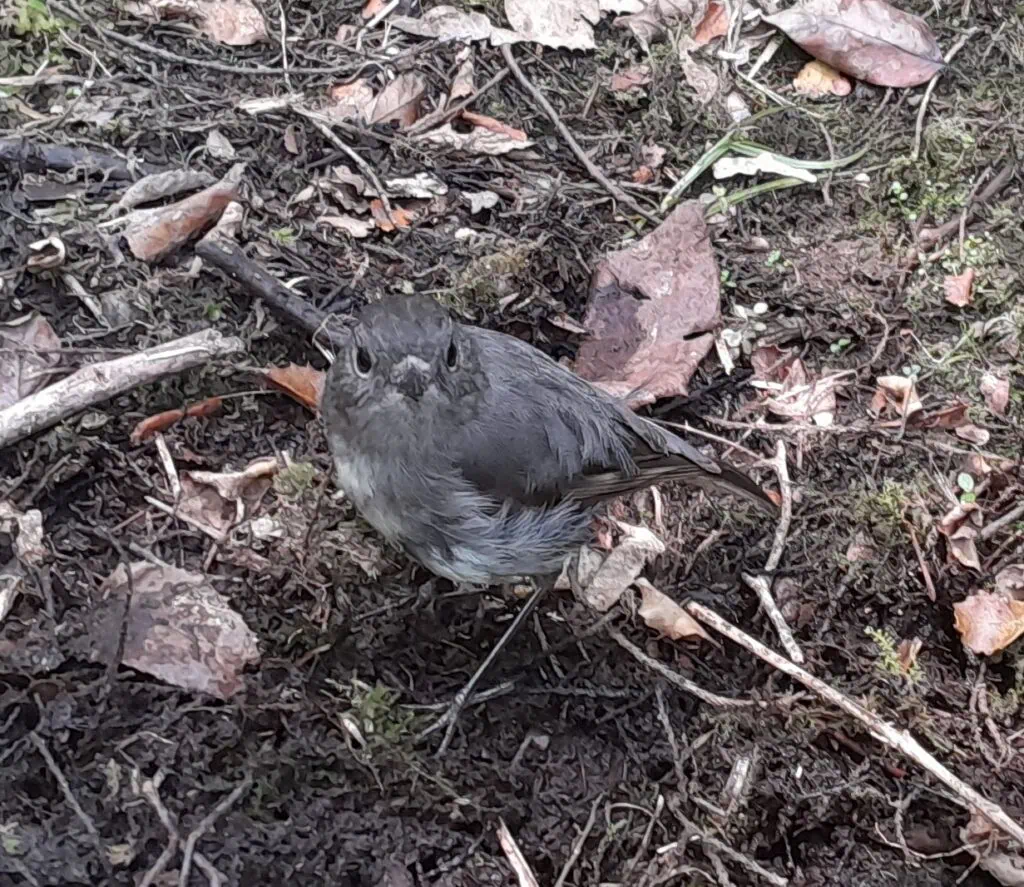A close up photo of a friendly grey bird named south island robin standing amongst trigs and mud
