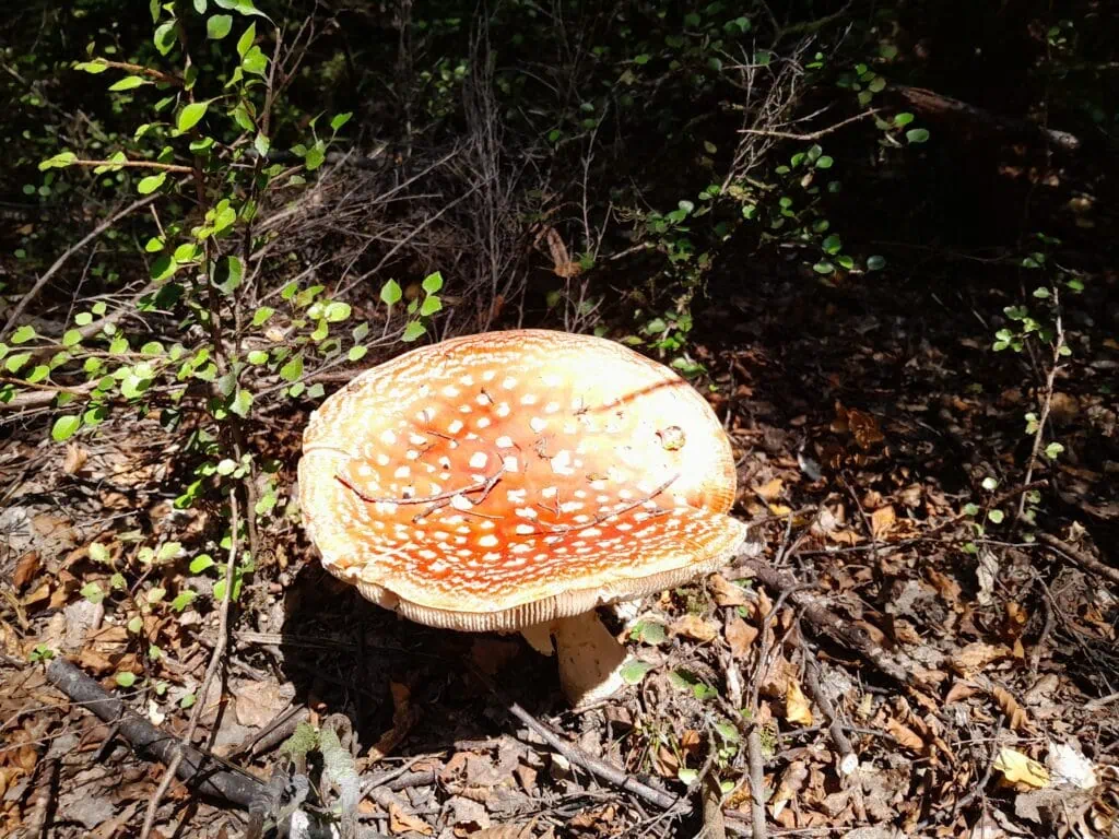 A close up photo a large toadstool, Nelson Lakes