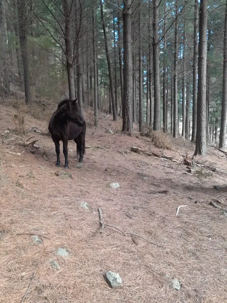 A black horse stands in a pine forest on the way to Mt Tarahaka in Seaward Kaikōura Range in Ka Whata Tu o Rakihouia Conservation Park