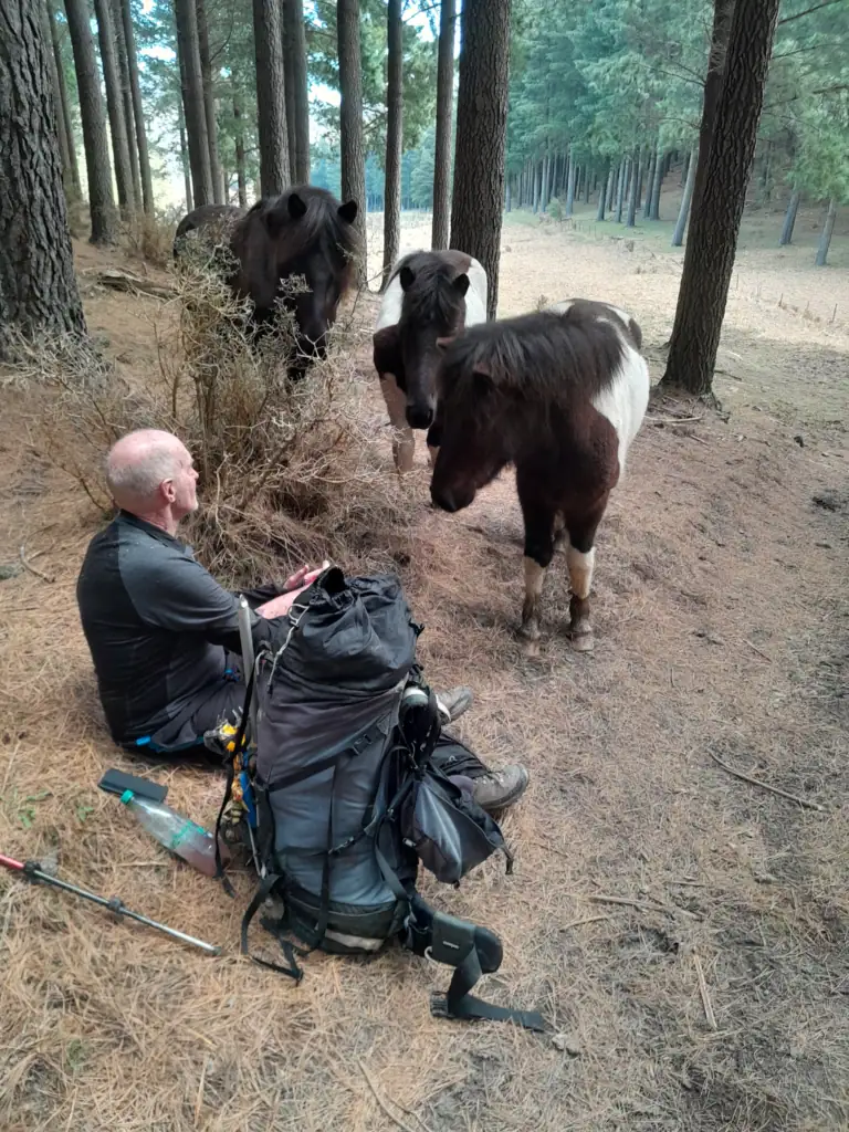 A hiker sits surrounded by horses in a pine forest on the descent from Mt Tarahaka in Seaward Kaikōura Range in Ka Whata Tu o Rakihouia Conservation Park