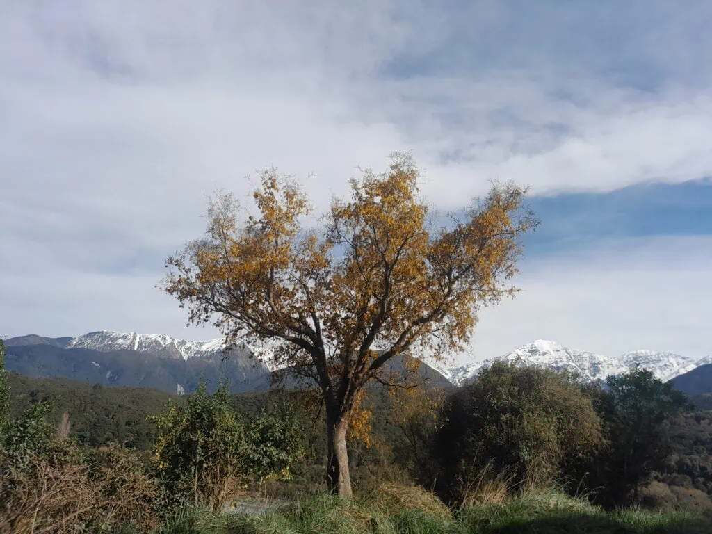 A native Kōwhai tree in flower with yellow flowers with the snow covered Seaward Kaikōura Range in Ka Whata Tu o Rakihouia Conservation Park behind it