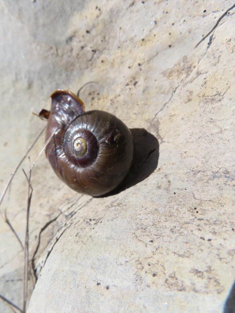 Close up of large snail shell known as powelliphanta snail, carnivorous snail, endangered in new zealand.